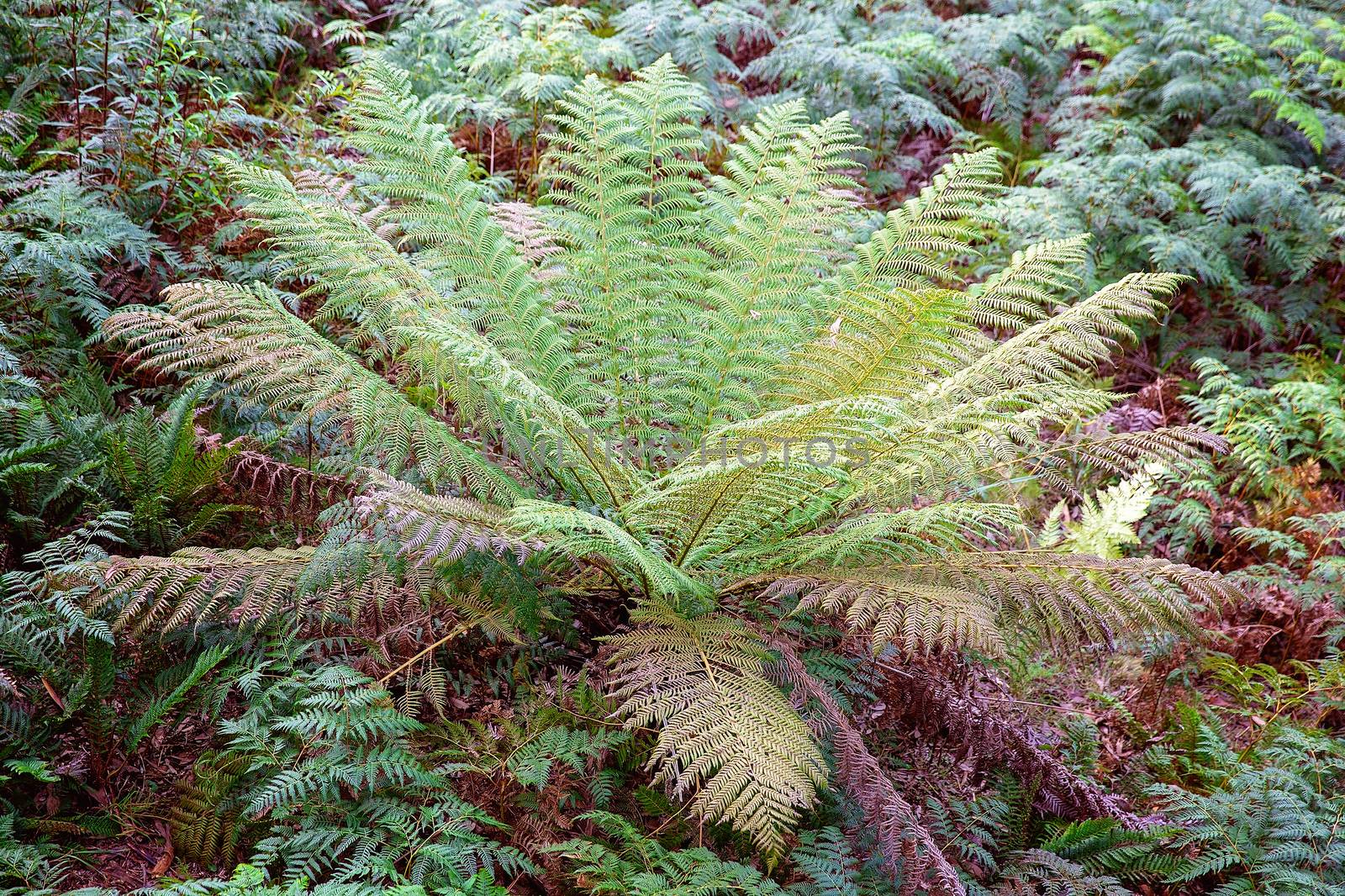 Close up of a large fern in a forest - conservation of the environment