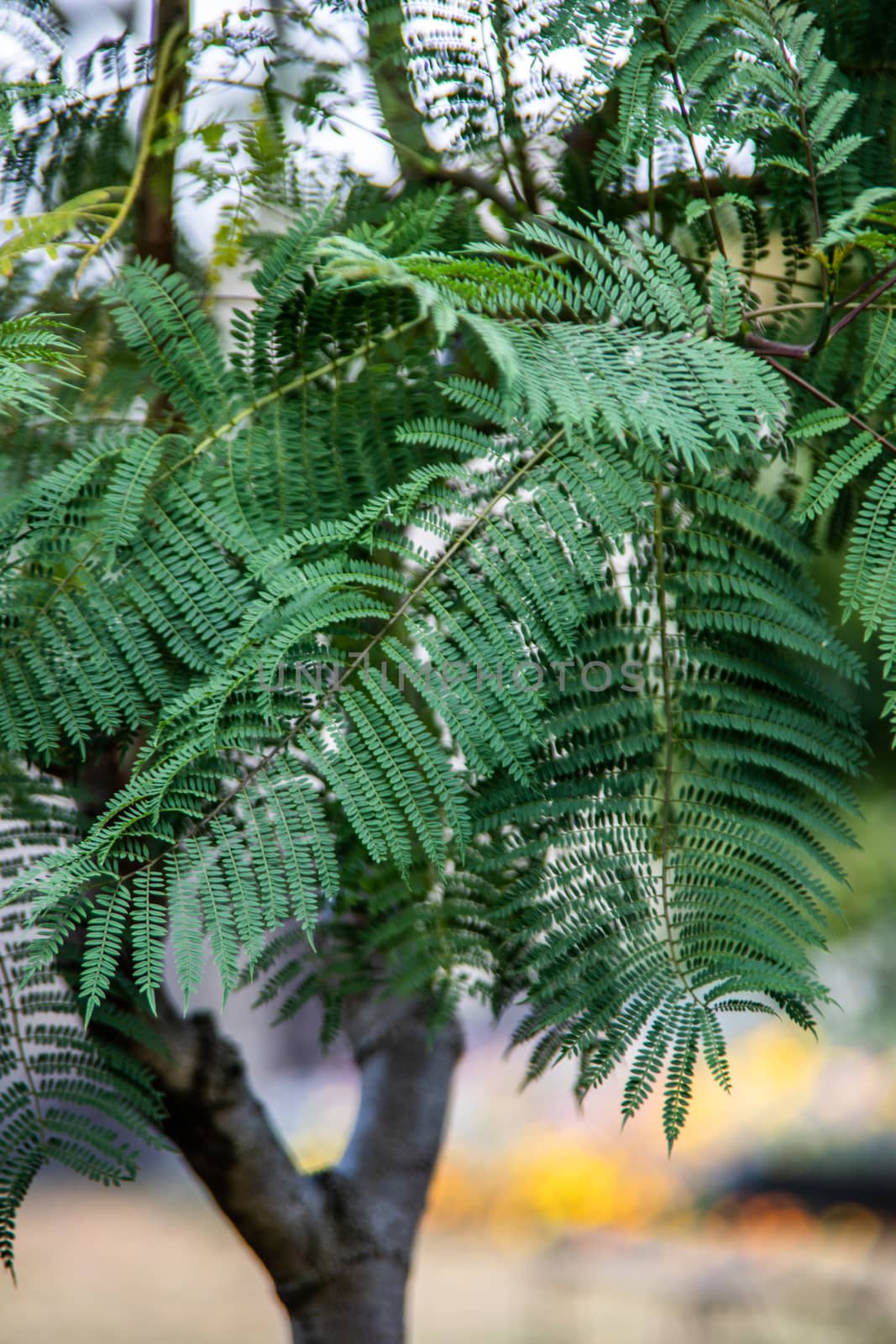 Mountain ash tree with pinnate leaves in the garden