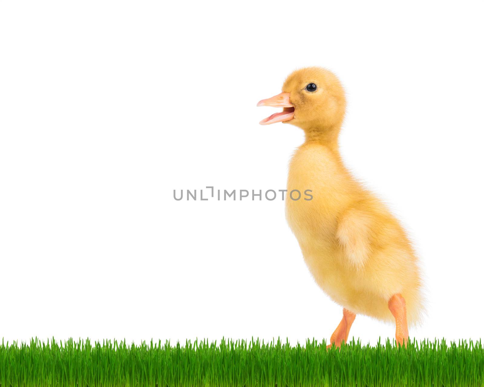 Cute newborn duckling by fotostok_pdv