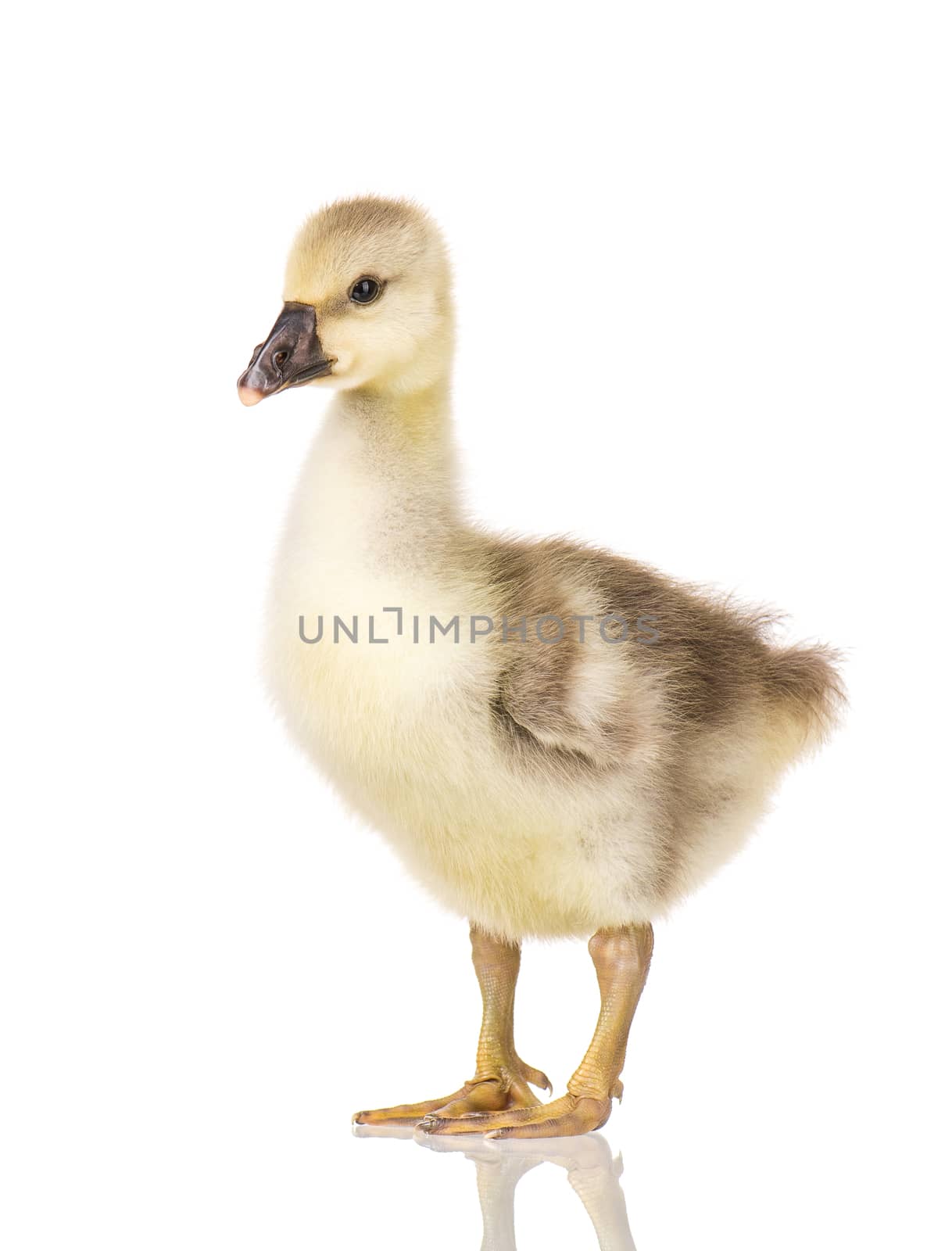 Cute little newborn fluffy gosling. One young goose isolated on a white background. Nice geese big bird.