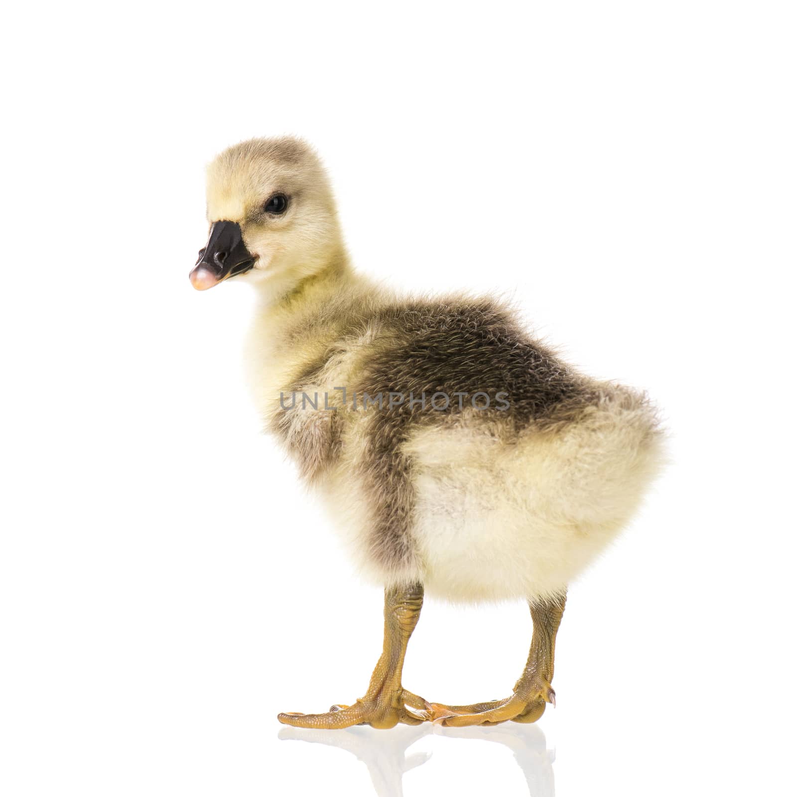 Cute newborn gosling by fotostok_pdv