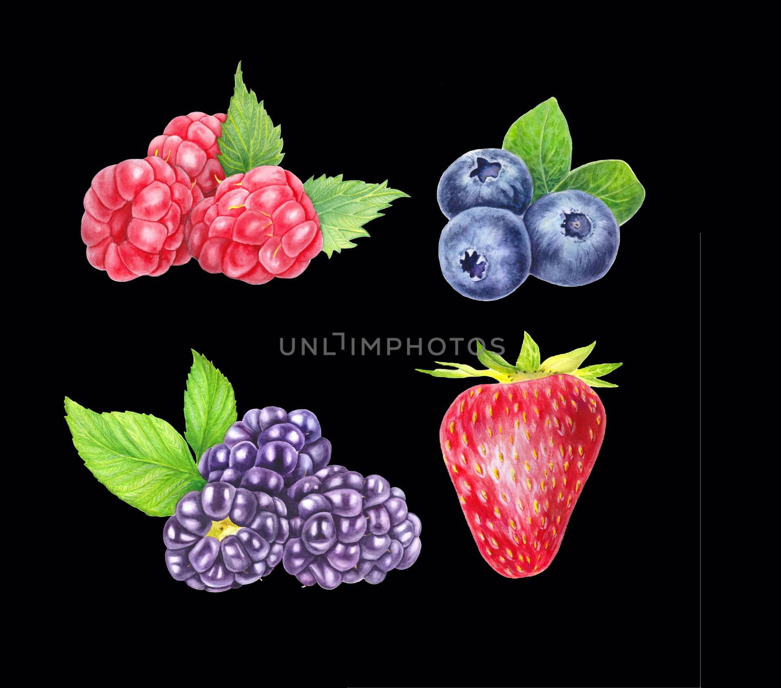 Set of wild berries isolated on black background. Blueberry, blackberry, raspberry and strawberry. Close up view. Hand drawn illustration Watercolor illustration. Realistic botanical art
