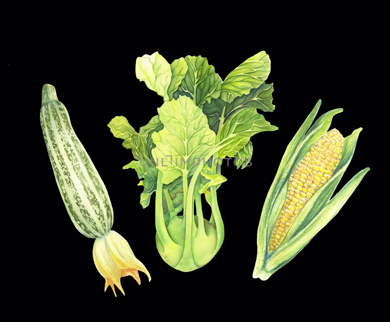 Set of fresh green vegetables isolated on black background. Zucchini, Cabbage kohlrabi, Corncob with leaf. Hand-drawn Watercolour illustration. Realistic art. Botanical painting.