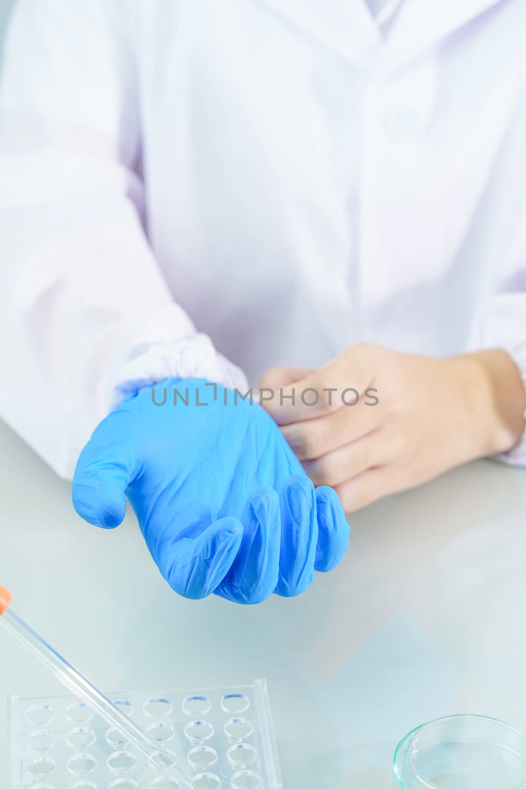 Close up Scientist hands putting in nitrile blue latex gloves in labcoat wearing nitrile gloves, doing experiments in lab