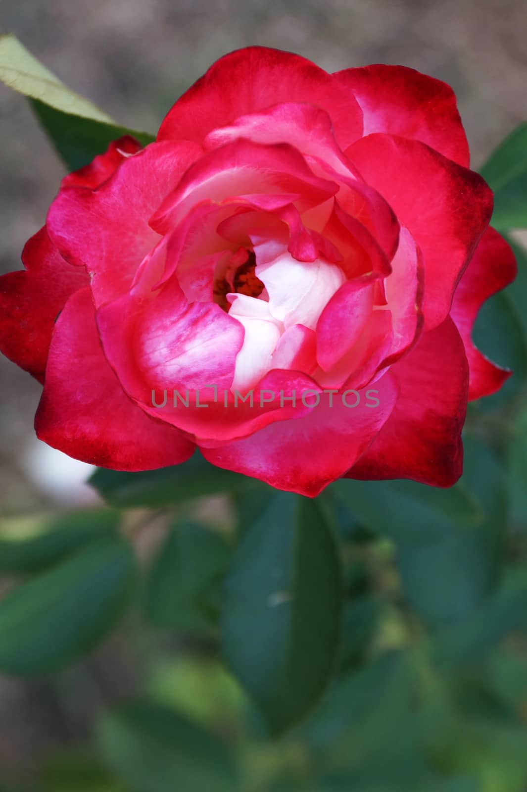 pink rose flower close up on nature background, bokeh by Annado