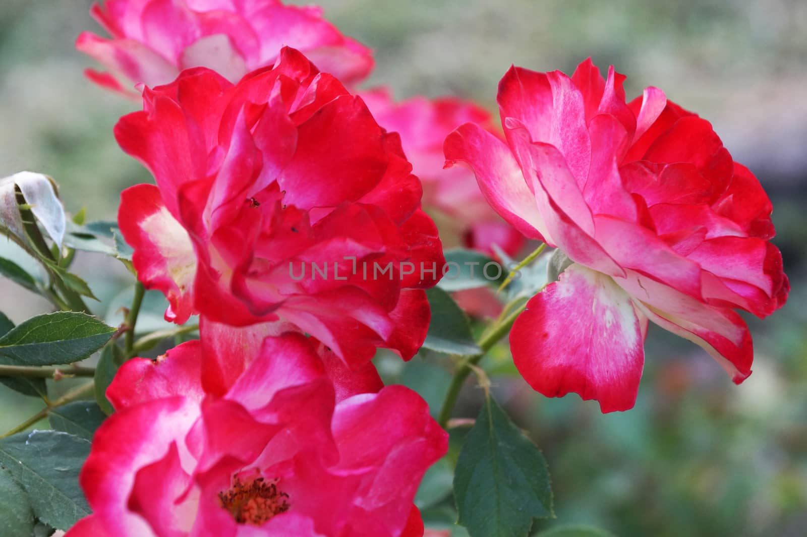 pink rose flowers close-up on nature background, bokeh.