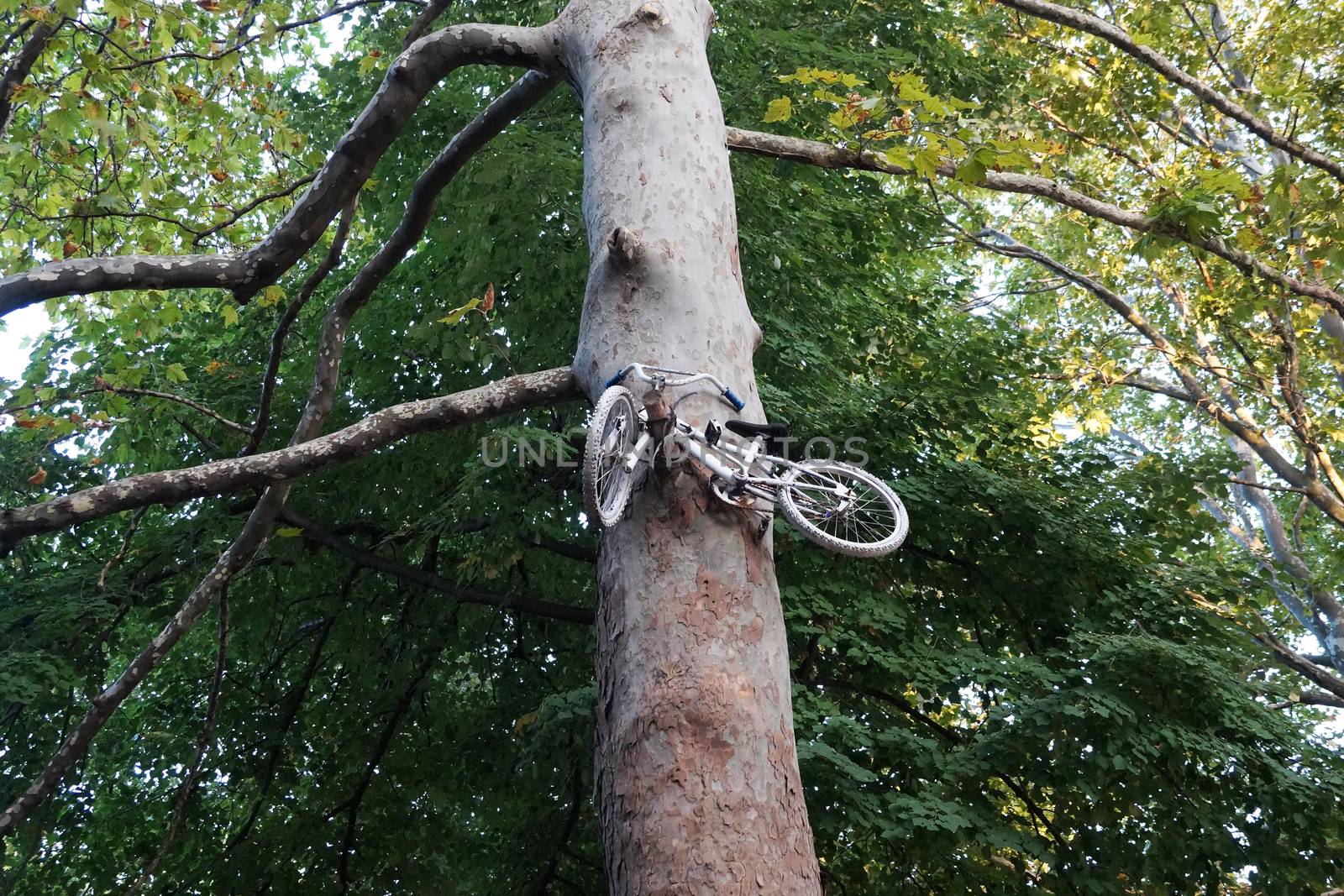 old bike high on a tree close-up