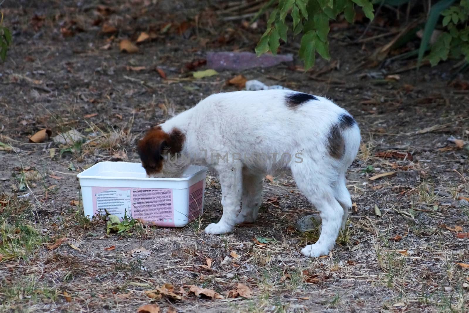 homeless white puppy eating out of the box on the street.