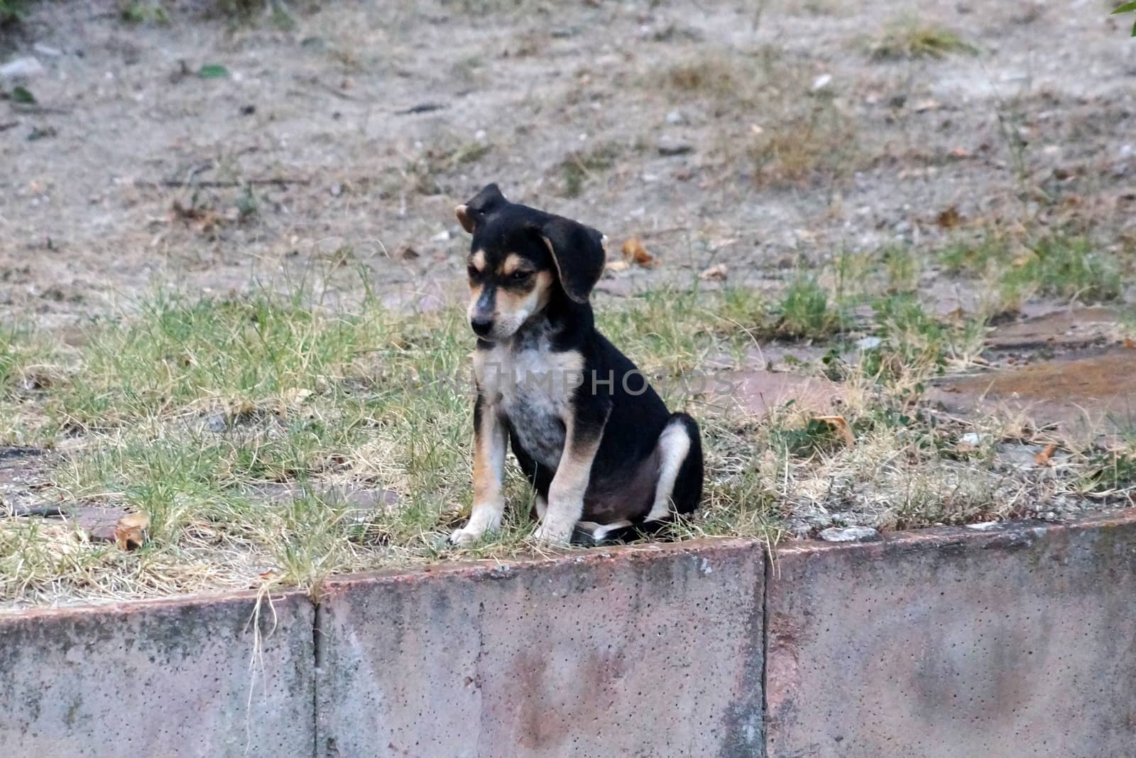 homeless sad little puppy sitting alone on the street.