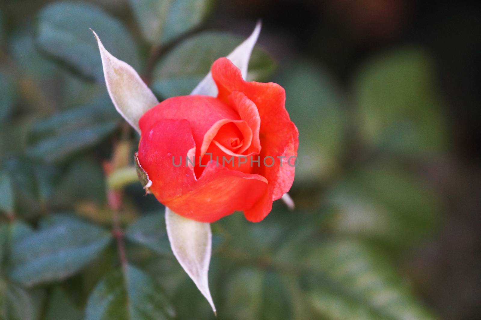pink tea rose bud on nature background, bokeh
