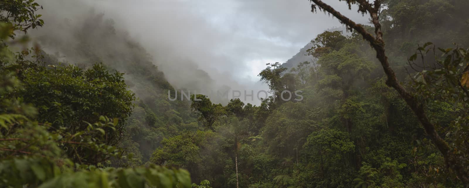 Cloud Forest in Peru, panoramic view by alvarobueno