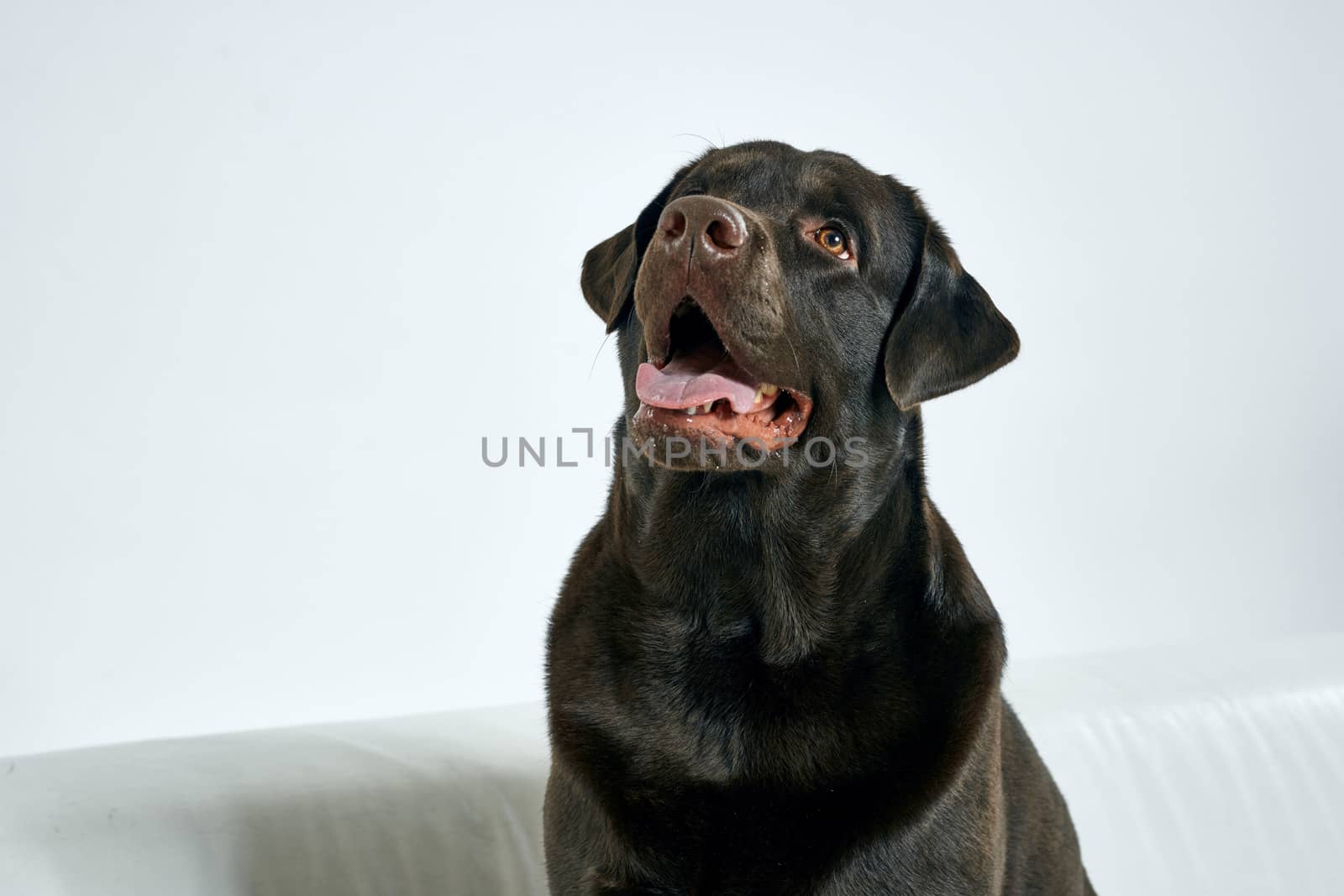 Purebred dog with black hair on a light background portrait, close-up, cropped view. High quality photo