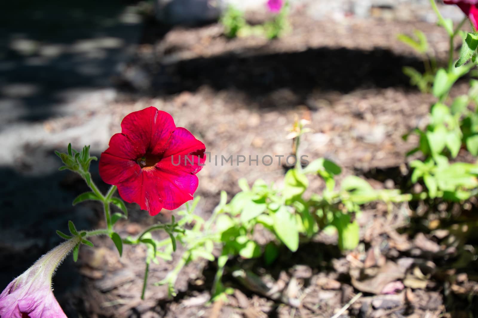 A Small Red Flower in a Bed of Black Mulch by bju12290