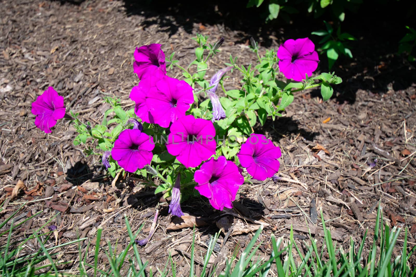 A Patch of Small Purple Flowers in a Bed of Old Black Mulch