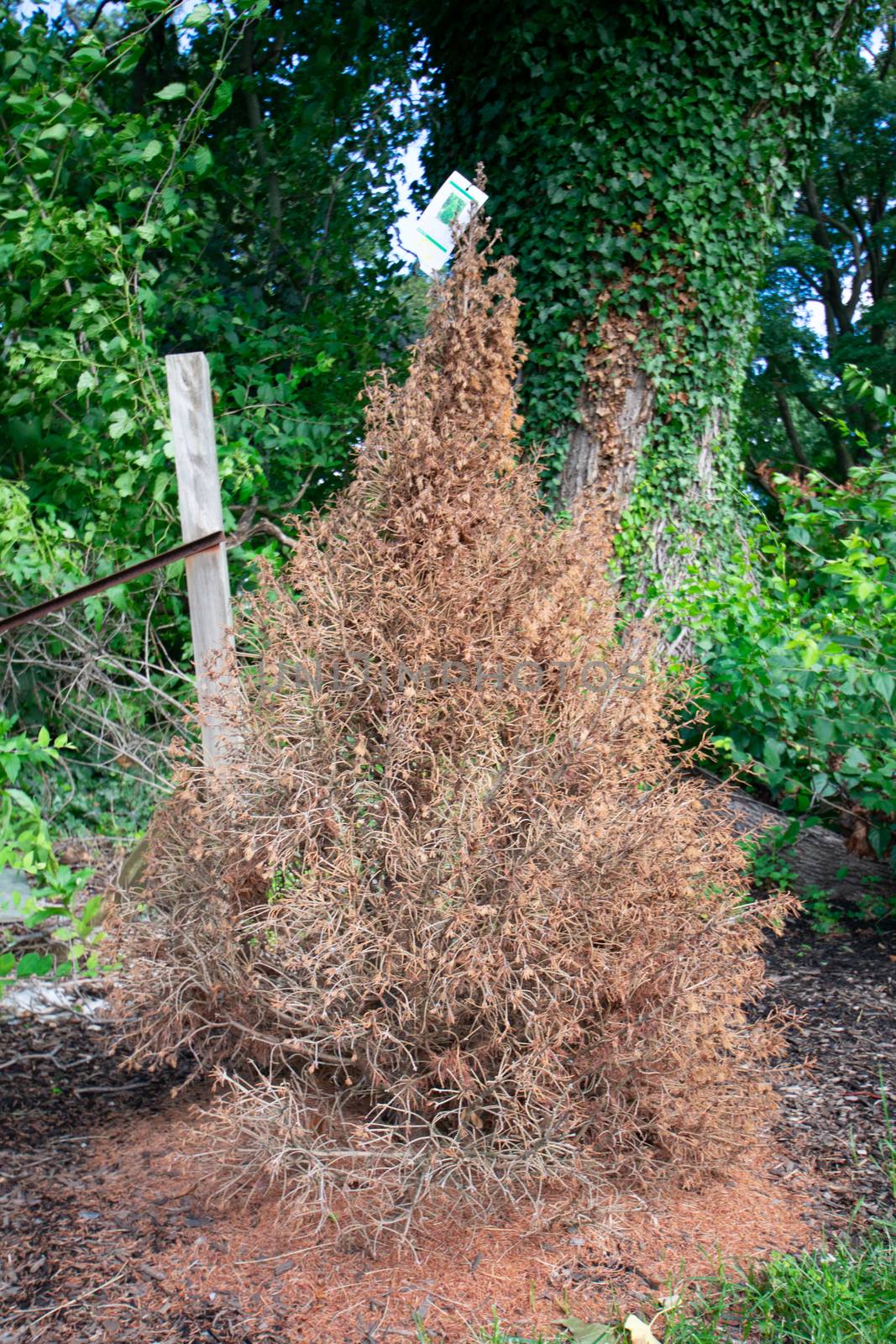 A Dead Tree Covered in Dry Brown Needles