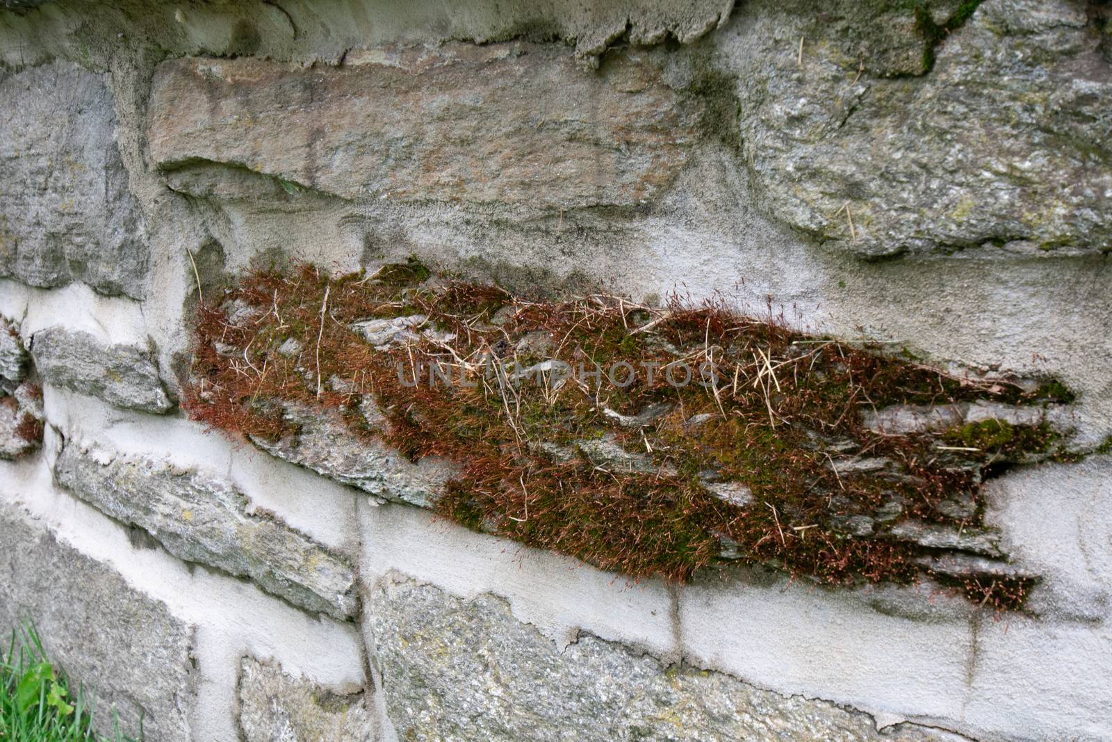 A Patch of Green and Brown Moss Covering an Entire Rock in a Cobblestone Wall