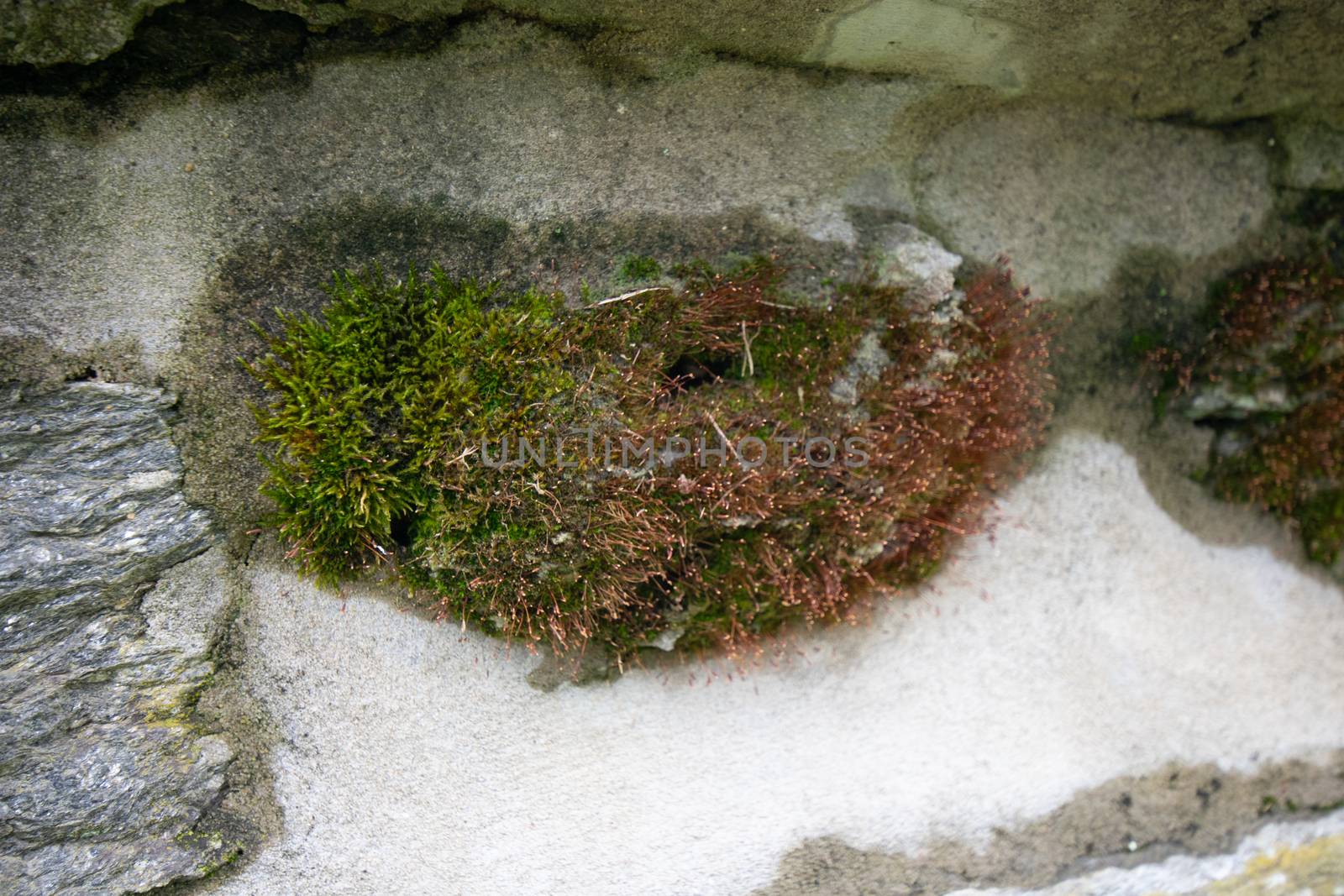 A Patch of Green and Brown Moss Covering an Entire Rock in a Cobblestone Wall