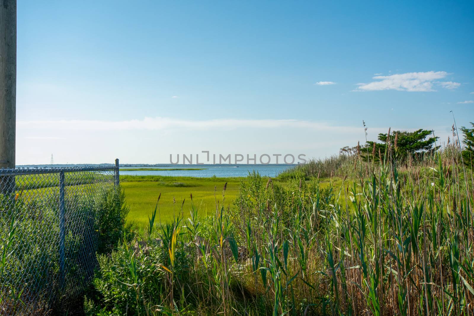 A View of the Bay Over Tall Plants in Wildwood New Jersey by bju12290