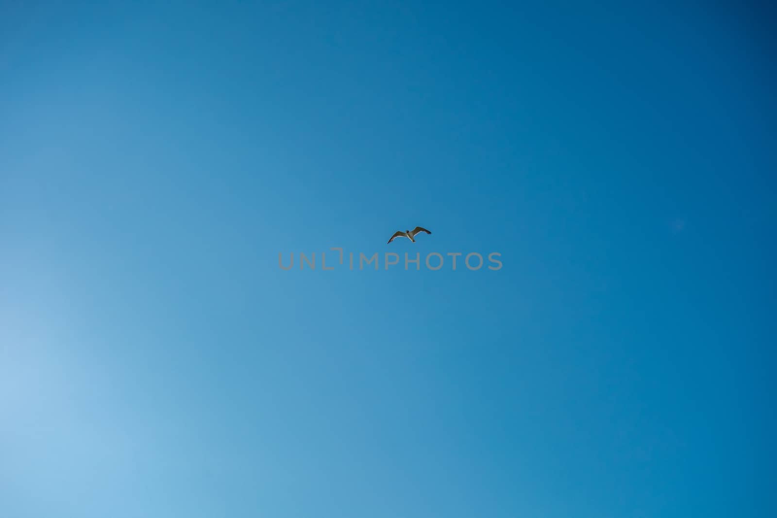 A Clear Blue Sky With a Seagull Flying in the Center of the Frame