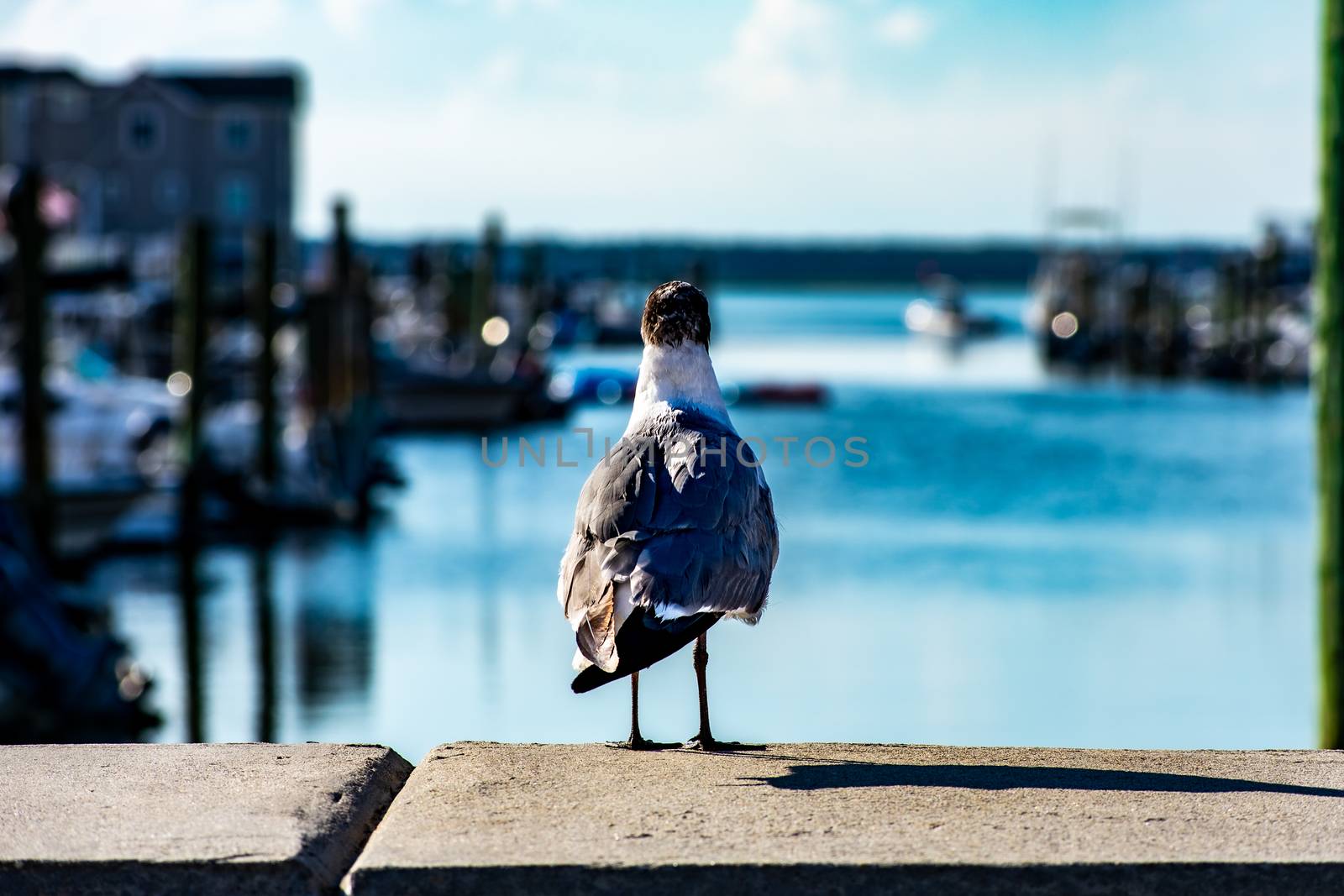 The Back of a Seagull Looking Off in the Distance at a Canal on  by bju12290