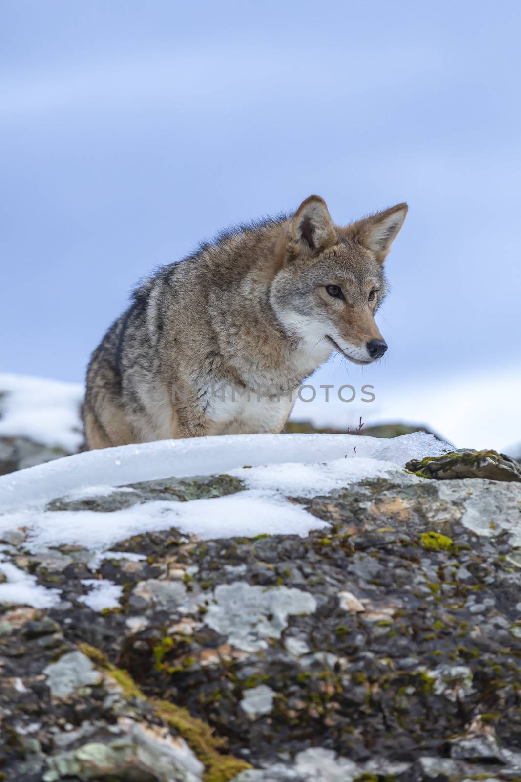 A Coyote searches for a meal in the snowy mountains of Montana.