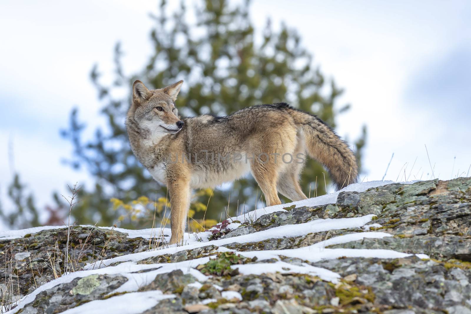 A Coyote searches for a meal in the snowy mountains of Montana.