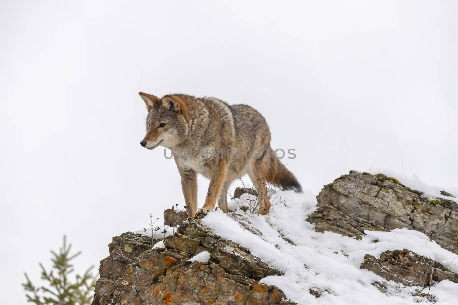 A Coyote searches for a meal in the snowy mountains of Montana.