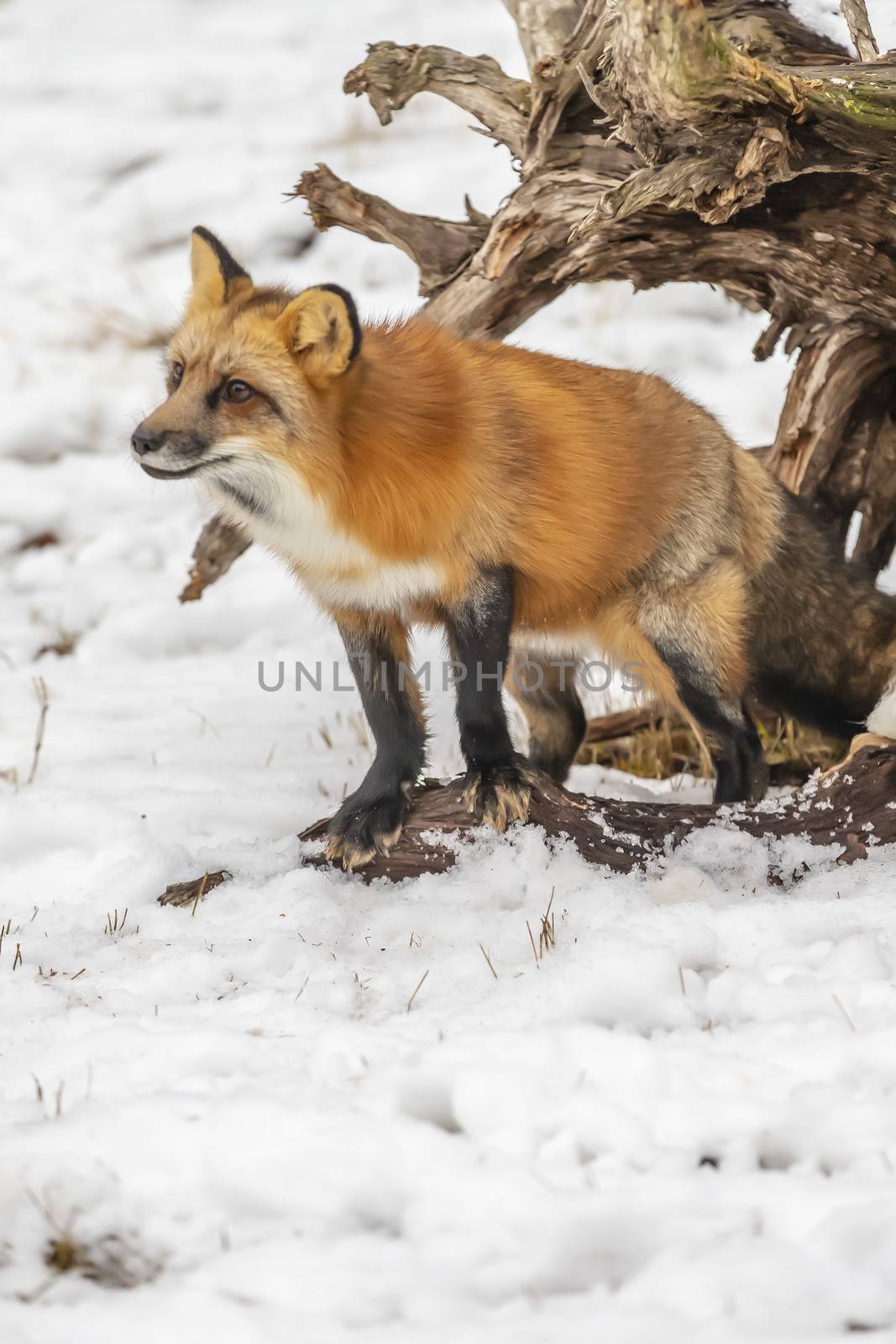 A Red Fox hunting for pray in a snowy environment