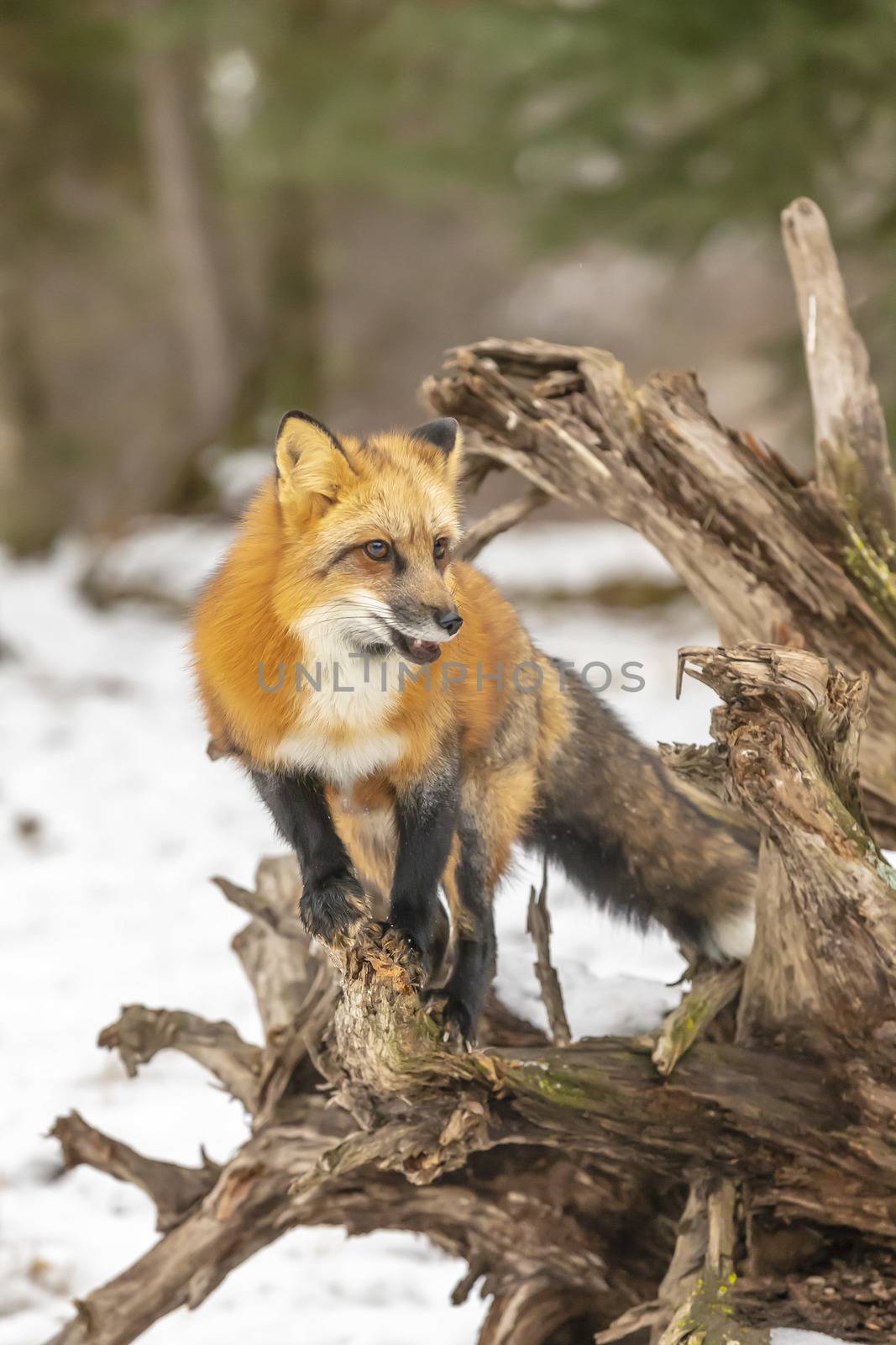 A Red Fox hunting for pray in a snowy environment