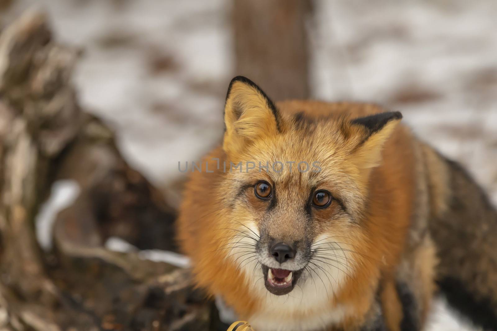 A Red Fox hunting for pray in a snowy environment