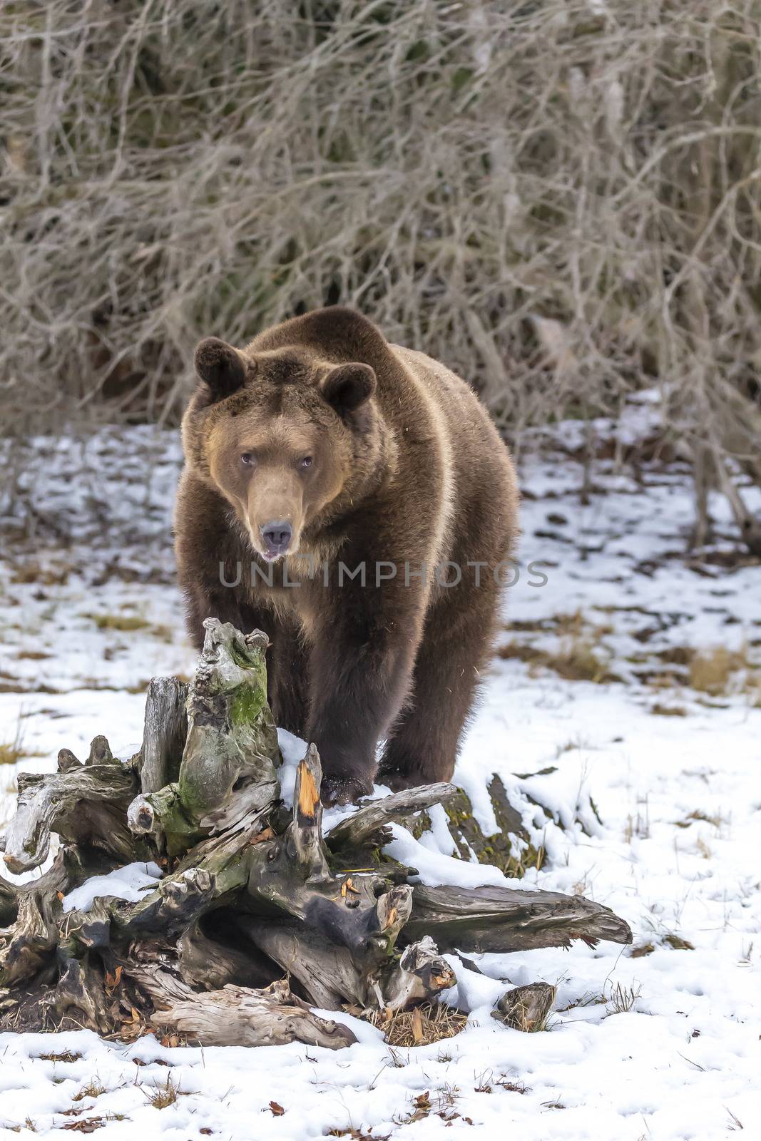 A Grizzly Bear enjoys the winter weather in Montana