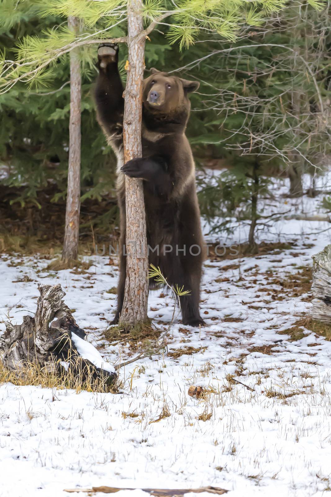 A Grizzly Bear enjoys the winter weather in Montana