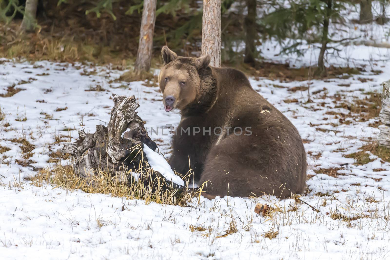 A Grizzly Bear enjoys the winter weather in Montana