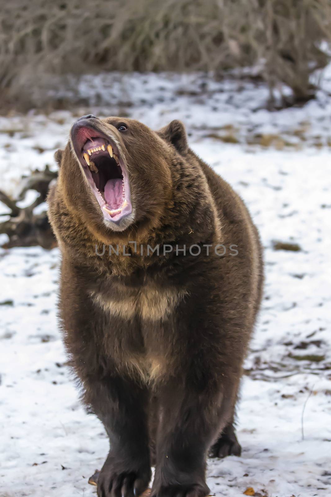 A Grizzly Bear enjoys the winter weather in Montana