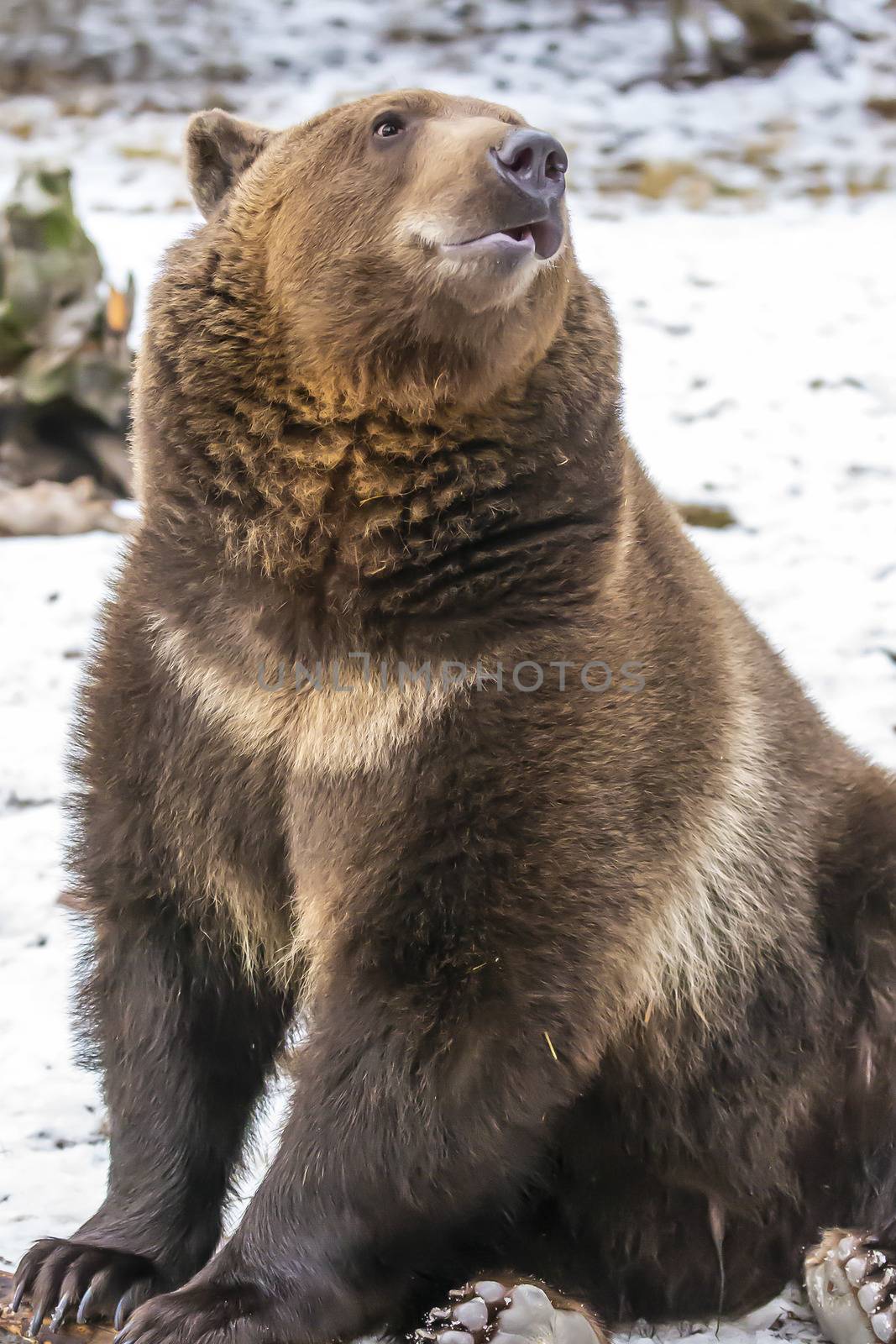 A Grizzly Bear enjoys the winter weather in Montana