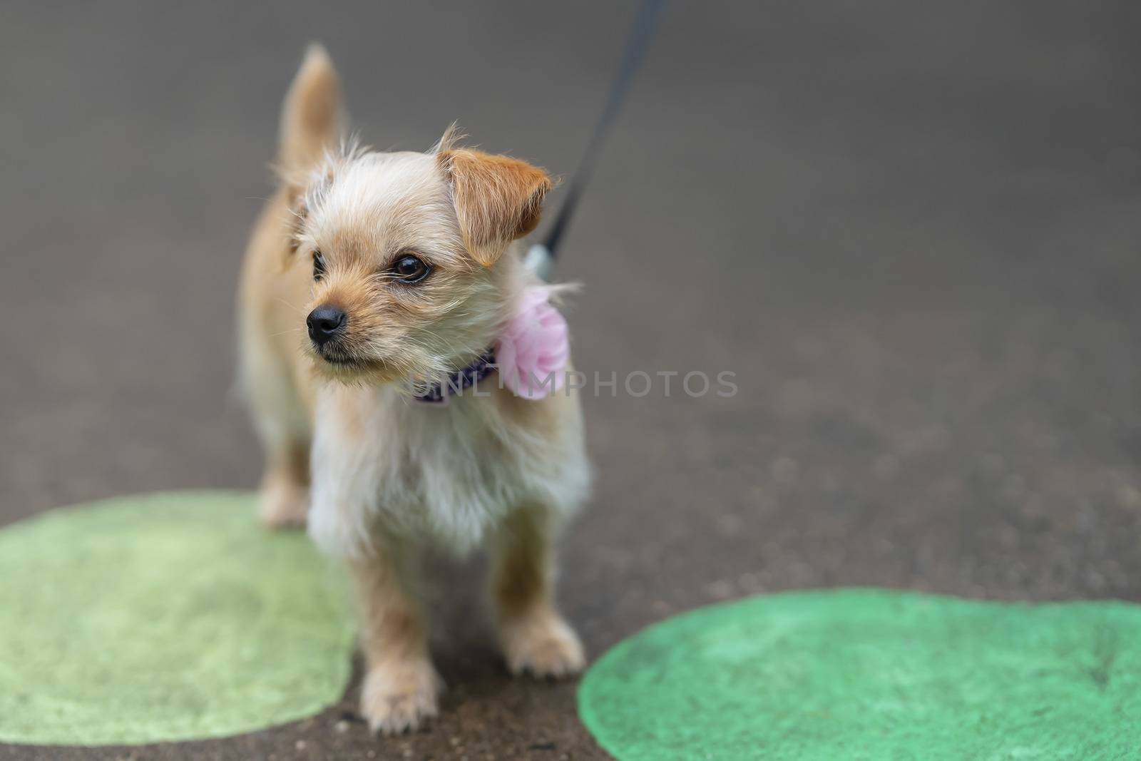 A beautiful young puppy pauses for a portrait in an outdoor environment