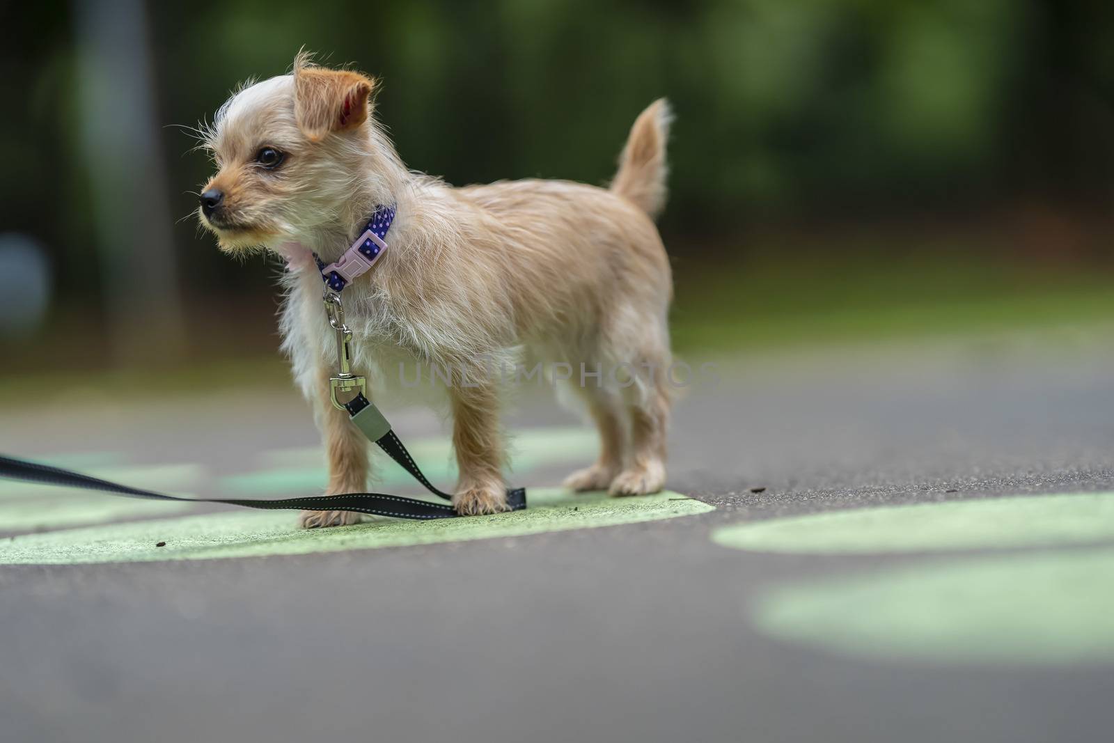 A beautiful young puppy pauses for a portrait in an outdoor environment