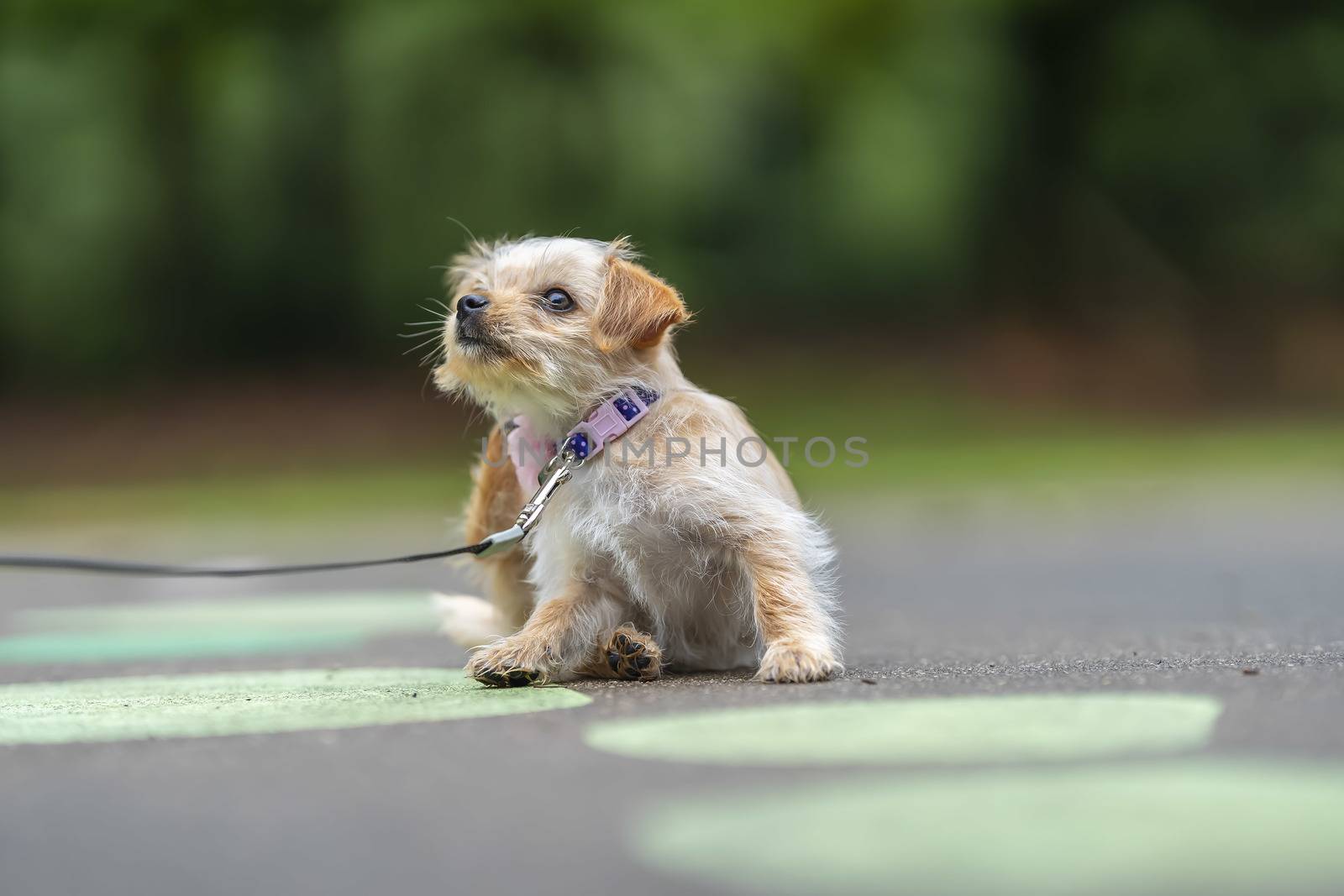 A beautiful young puppy pauses for a portrait in an outdoor environment