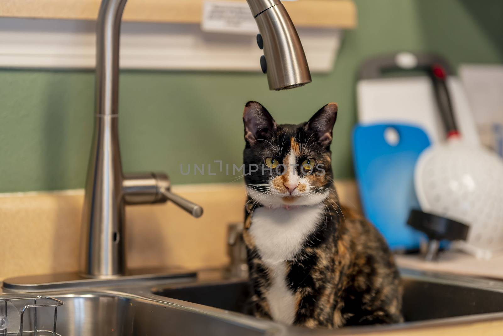 A beautiful family house cat pauses for a portrait while sitting in a sick in a home environment