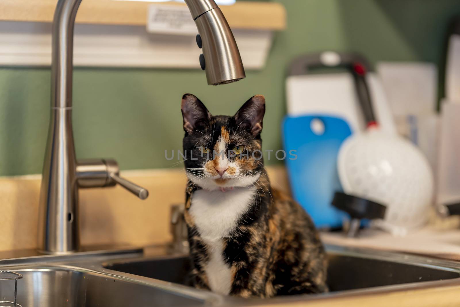 A beautiful family house cat pauses for a portrait while sitting in a sick in a home environment