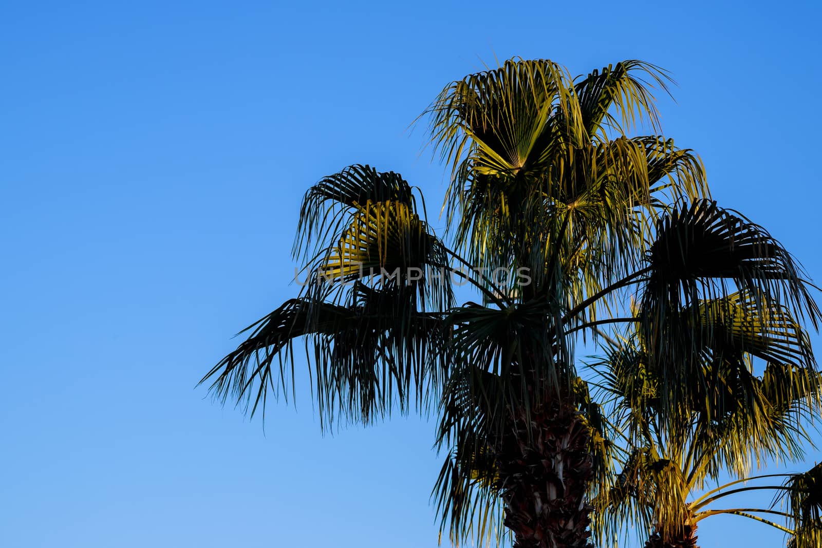 Palms trees on the sky in Arizona landscape by ungvar