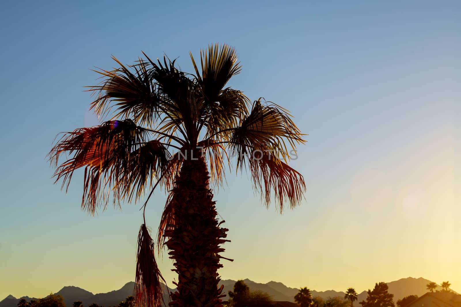 Silhouettes of palm trees at sunset in Arizona by ungvar