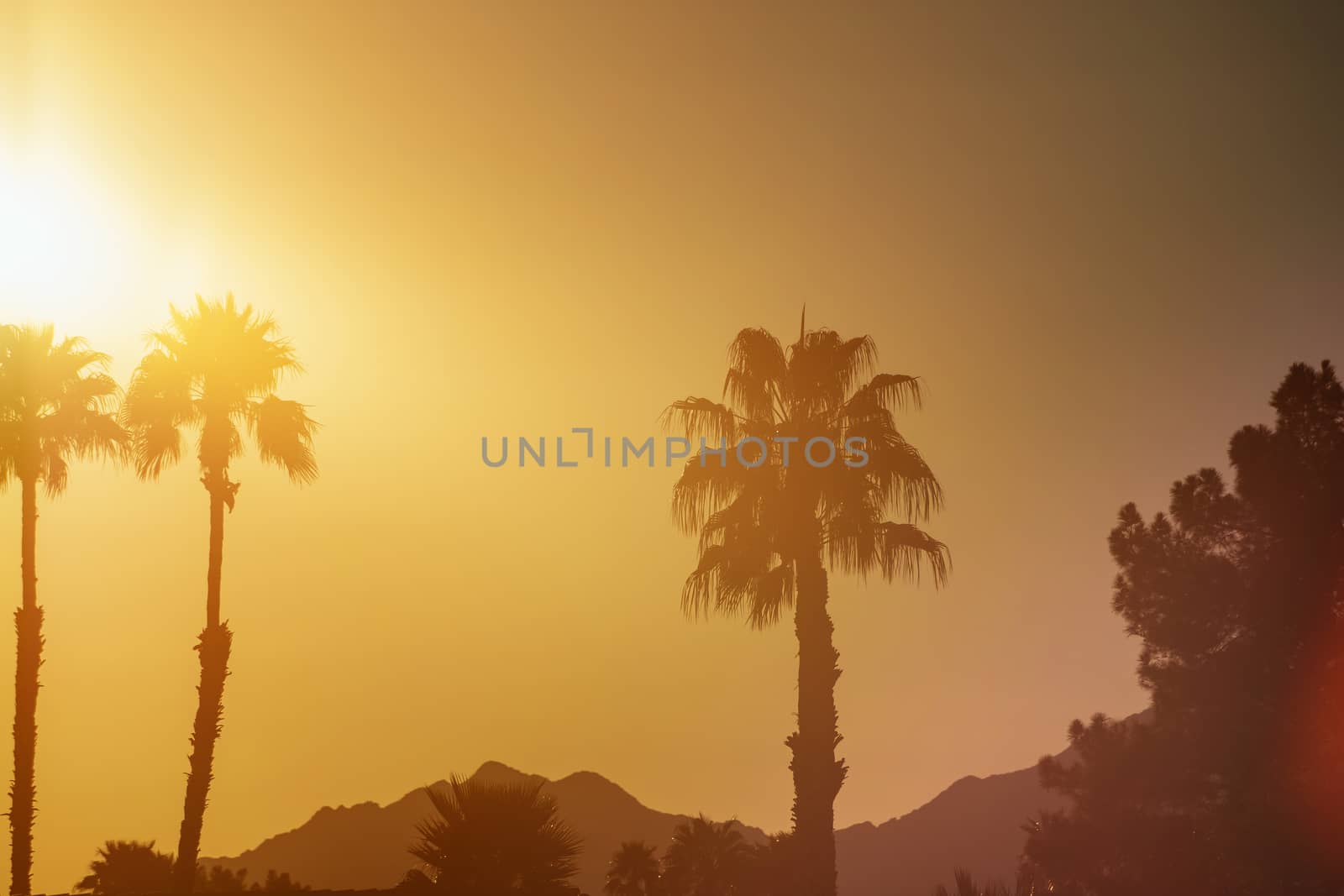 Sun sets over palm trees on in Arizona at sunset