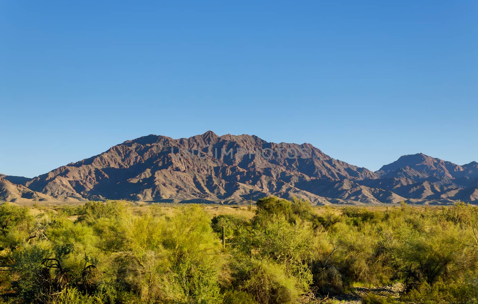 Desert cactus saguaro park Landscape, superstition mountain near Phoenix Arizona
