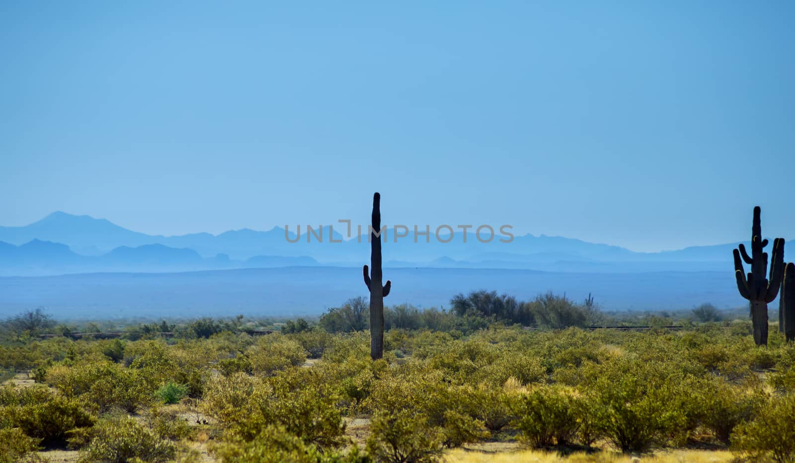 Silhouette scenery of Sonora desert, Arizona shines on Saguaro cacti of mountains and twilight sky in the background.