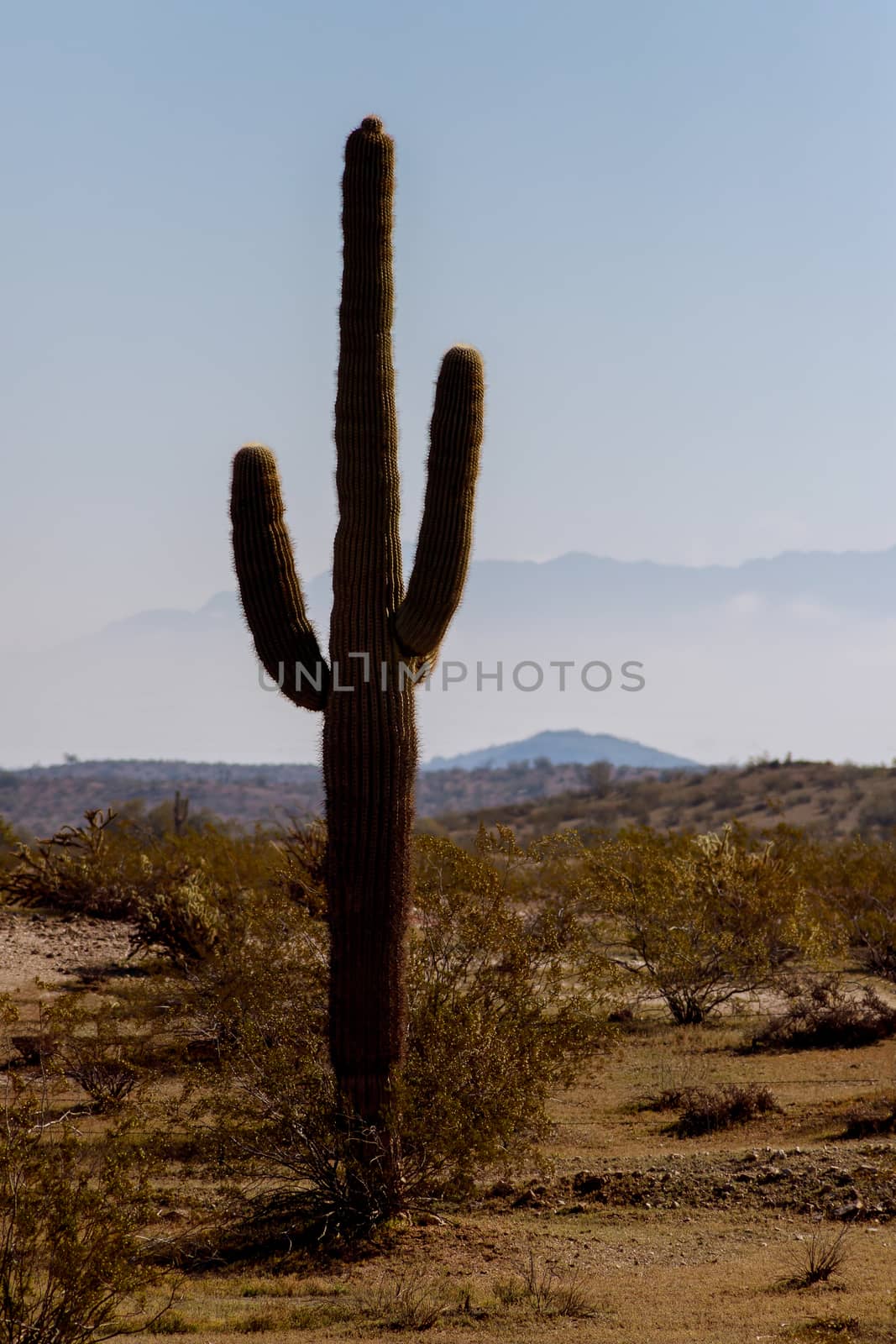 Arizona desert shines on Saguaro cacti of mountains twilight sky