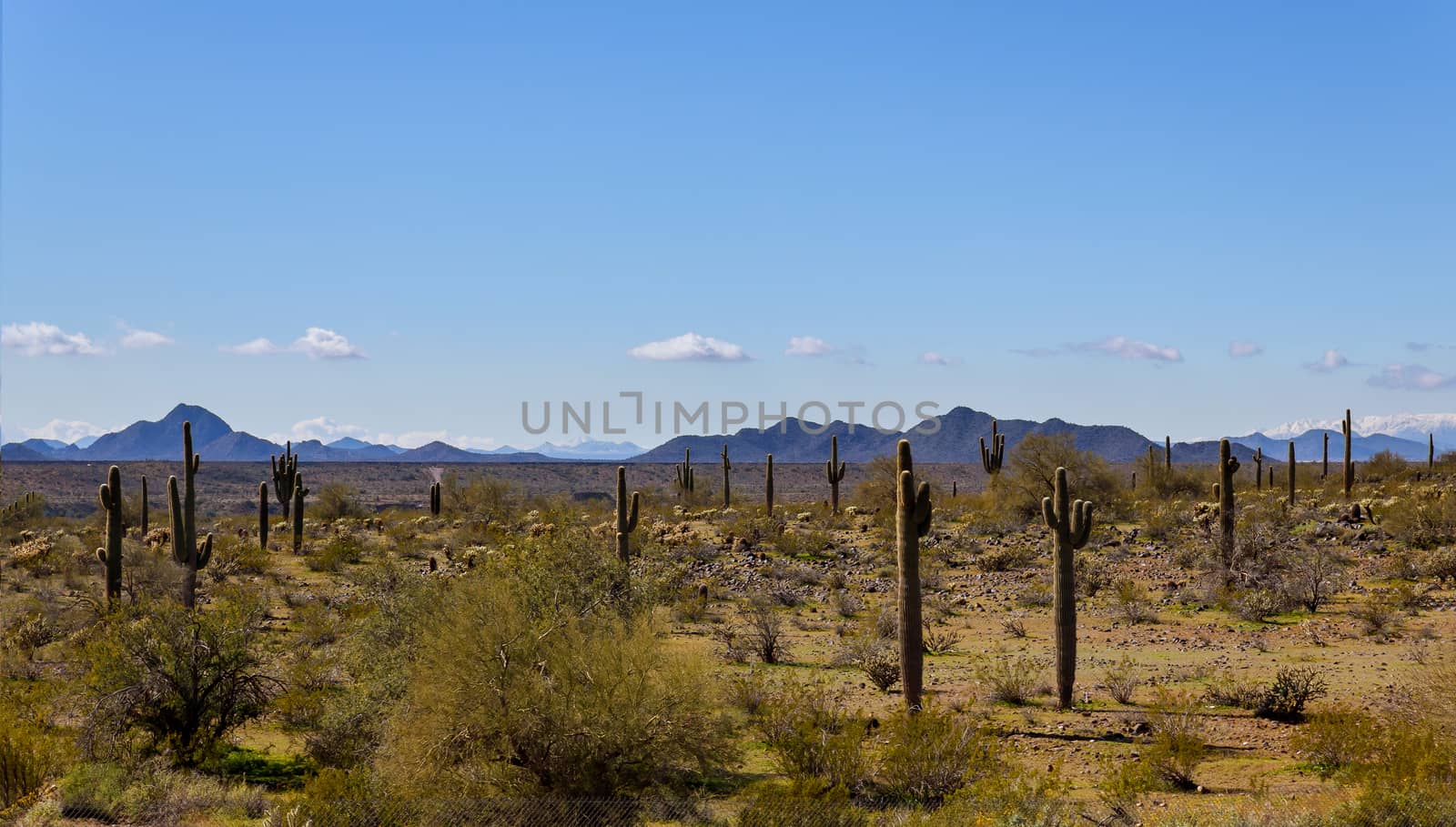 Arizona desert shines on mountains with saguaro cactus in landscape