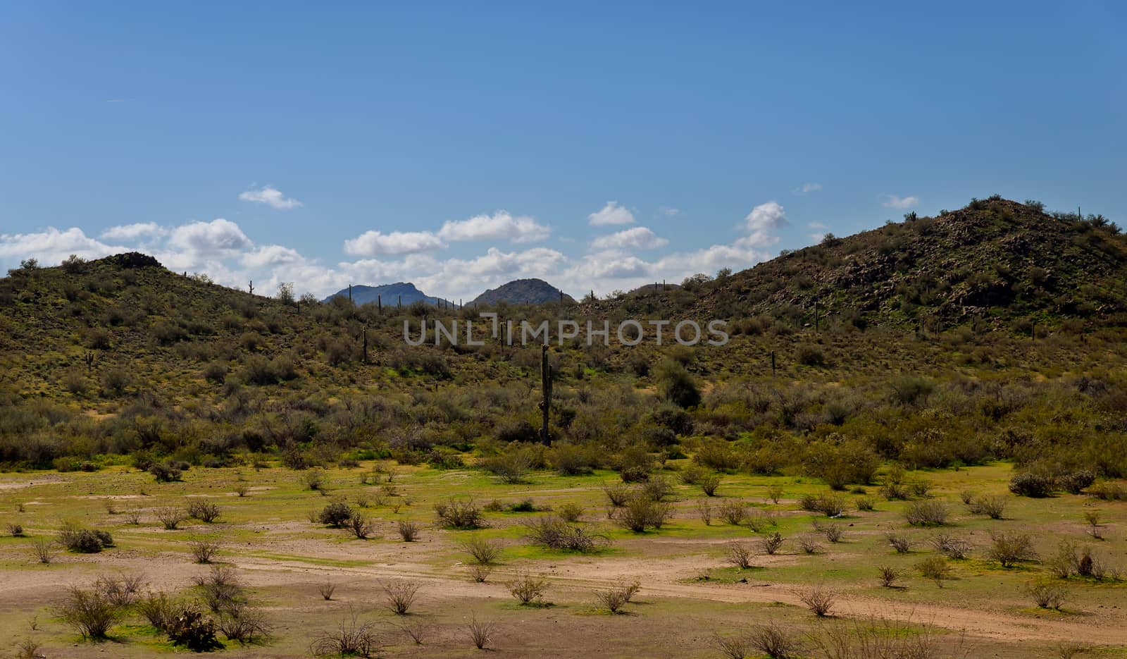 Desert cactus saguaro park Landscape, superstition mountain Arizona