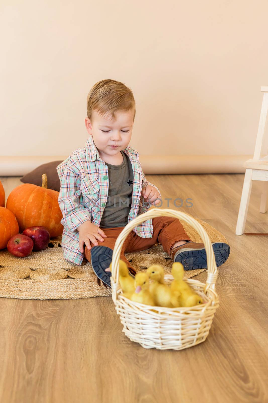 A little boy sits among pumpkins with a basket of ducklings.