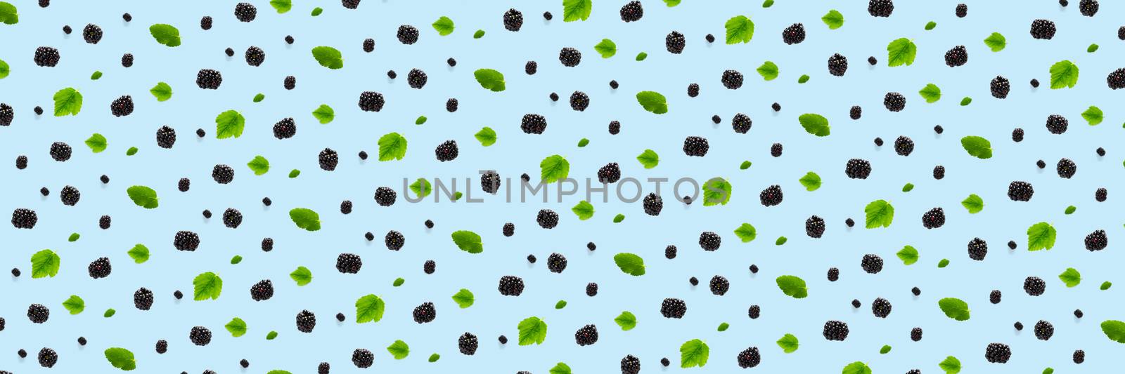 Banner Background from isolated brambles. Group of tasty ripe blackberry isolated on blue background. modern background of falling blackberry or bramble. by PhotoTime